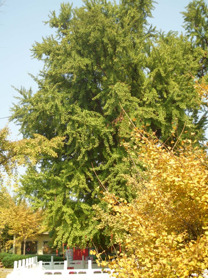 地莲花图片功效_蒲地蓝和金莲花哪个好_风水宝地之莲花篇