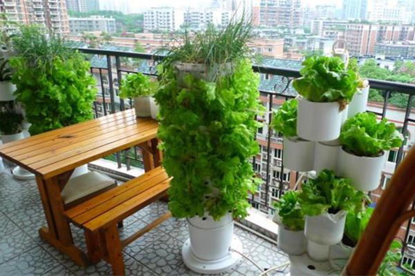 阳台种什么菜风水好 阳台一秒变菜园，一起来试试吧！