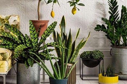 改善家居不良风水，你想知道改善室内风水的植物吗？