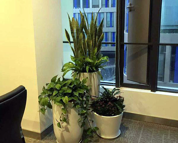 教你正确摆放办公室风水植物办公室如何摆放风水？