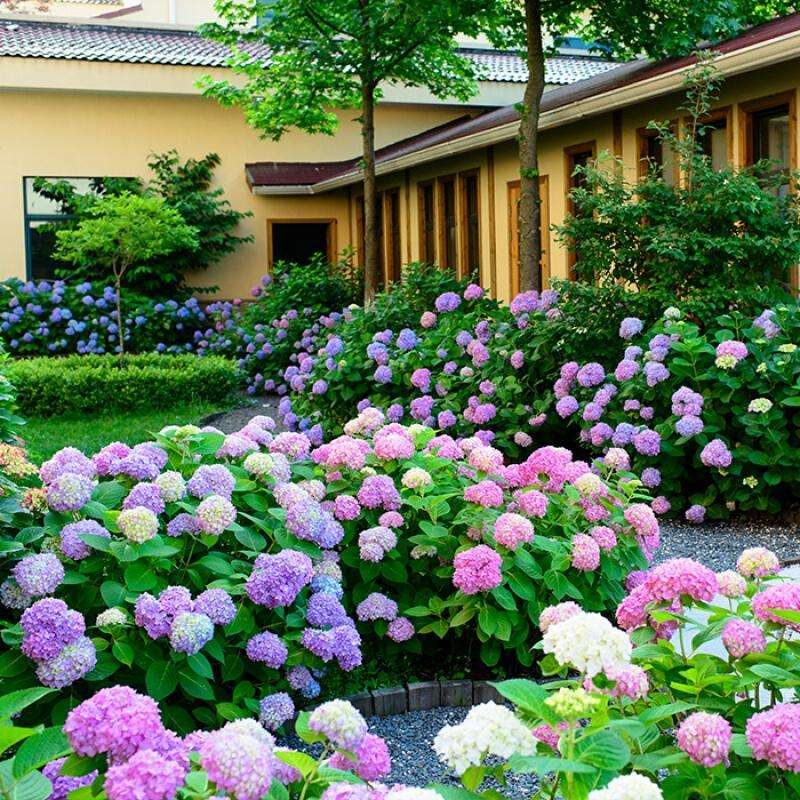 打造一个庭院小花园，小菜园让家里充满高级感