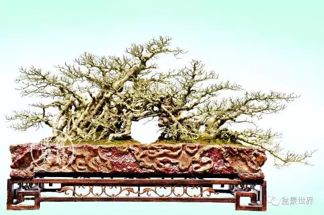 虎皮榕盆景摆放风水，一组榕树盆景作品欣赏，榕树是风水树，象征着家族、宗族兴旺发达 第62张