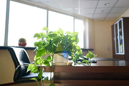 关于（康乃馨的风水禁忌），办公室植物的摆放禁忌