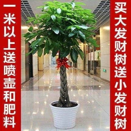 慈世堂：招财树放在客厅哪个位置