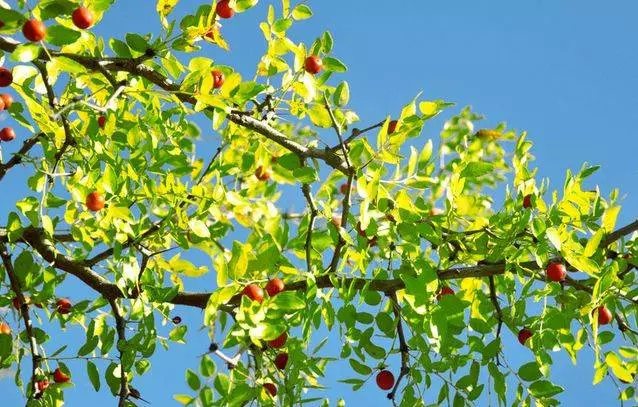 家里种这5种果树盆栽，风水好上加好！