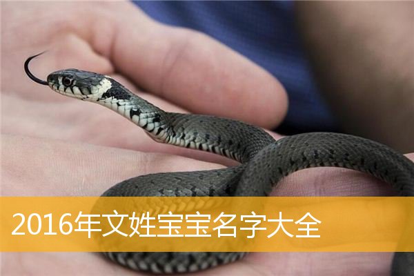 蛇宝宝取名字的重要性给宠物取名时可以参考