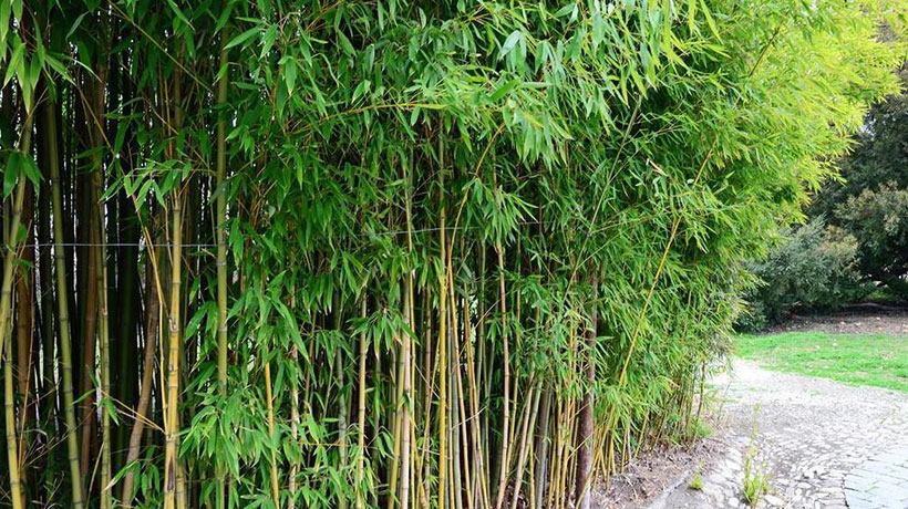 家门口前有竹子风水好吗?有哪些风水讲究?