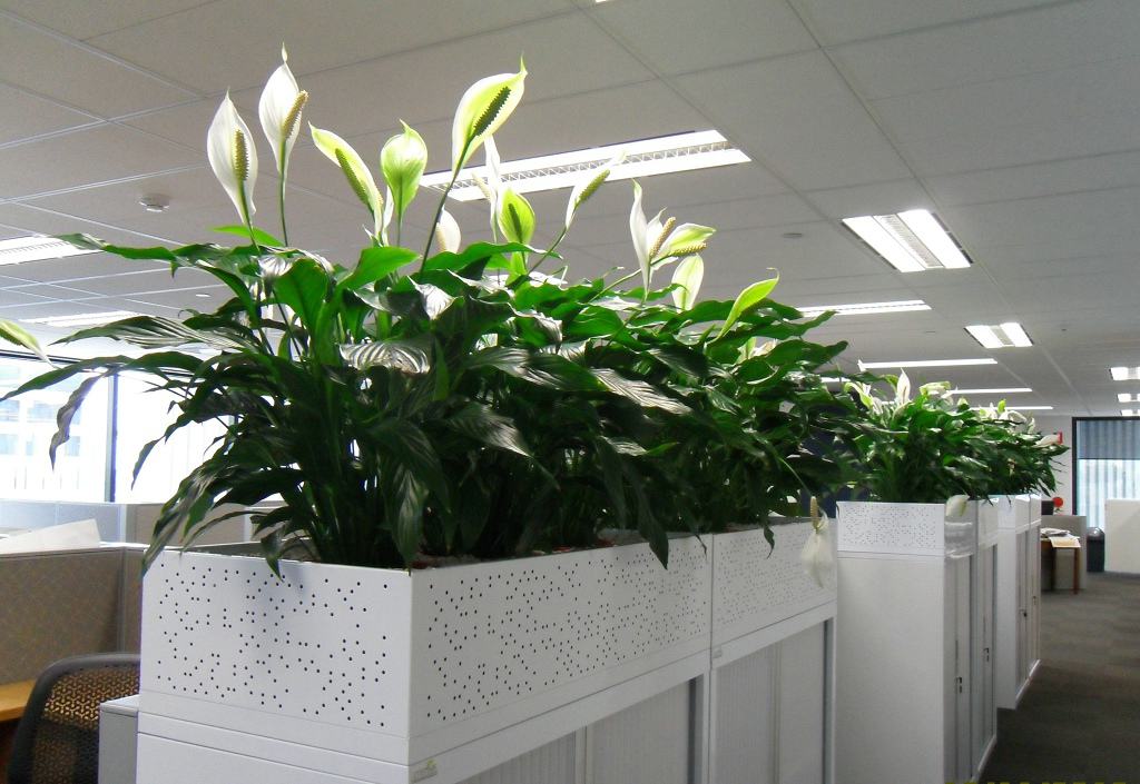 慈世堂：办公室风水植物摆放禁忌，你知道吗？