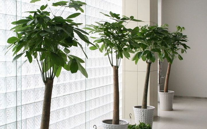 办公室选绿植，一般考虑3个方面的因素！