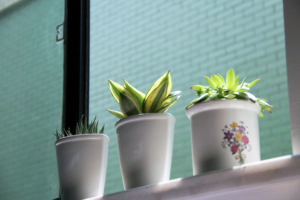 办公室选绿植，一般考虑3个方面的因素！