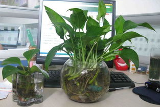 办公桌上放盆栽风水要注意什么？办公室植物摆放风水