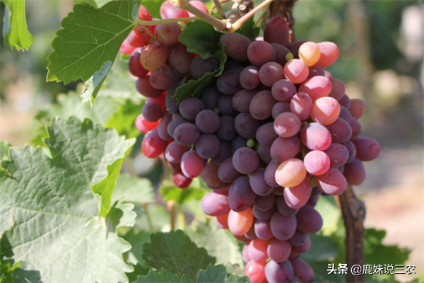 果农给出了五个小妙招，夏天就可以吃到可口的葡萄