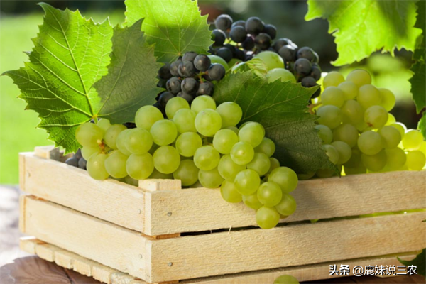 果农给出了五个小妙招，夏天就可以吃到可口的葡萄