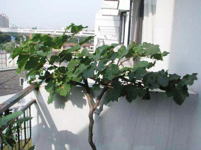 你家阳台种了啥？阳台果树盆景是啥呢？