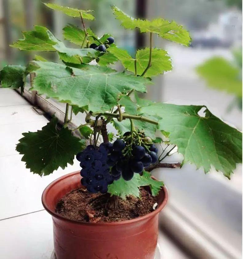 阳台上的盆栽葡萄，真是太聪明了！！