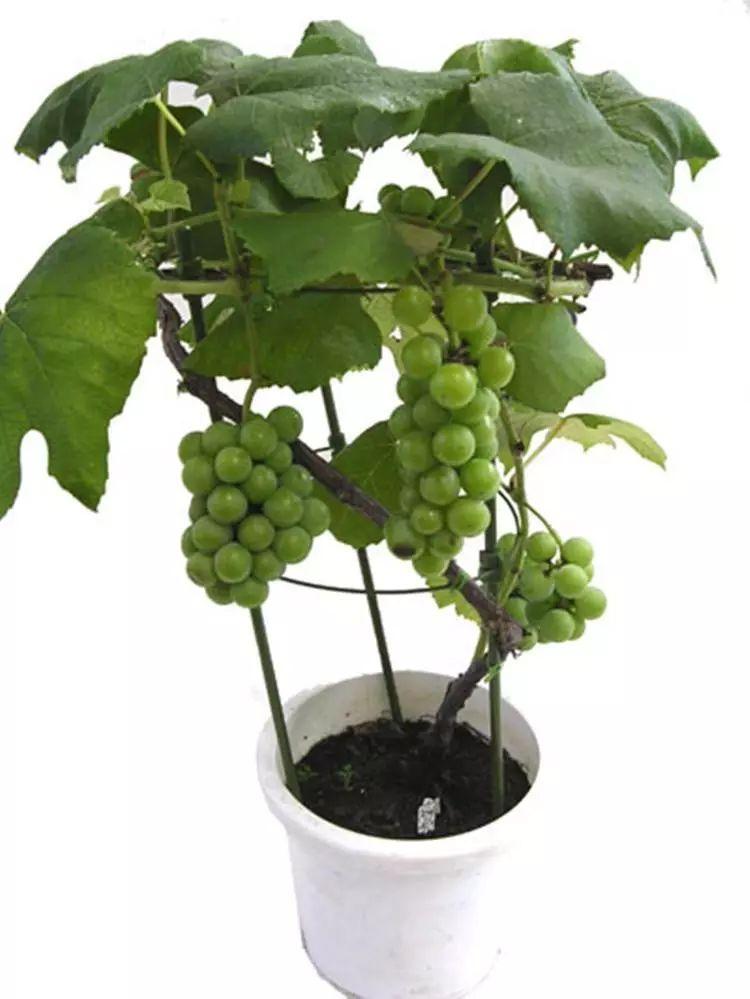 阳台上的盆栽葡萄，真是太聪明了！！